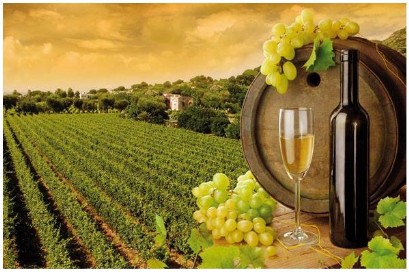 Depurazione per cantine vitivinicole